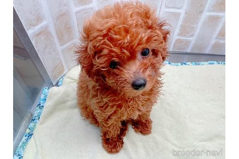 成約済の東京都のトイプードル-153219の7枚目