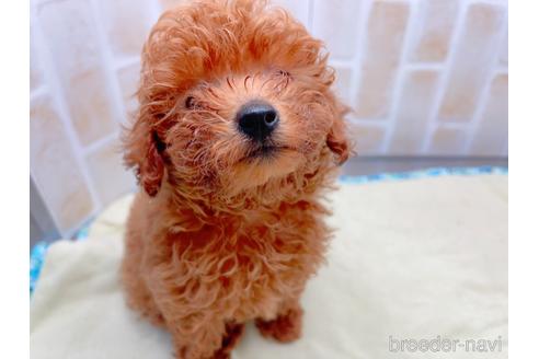 成約済の東京都のトイプードル-153219の8枚目