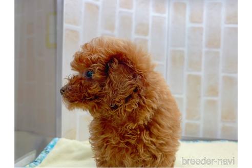 成約済の東京都のトイプードル-153219の2枚目