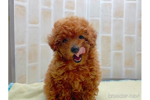 成約済の東京都のトイプードル-153219の3枚目