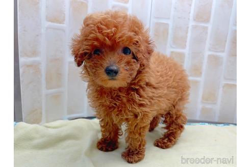 成約済の東京都のトイプードル-153219の4枚目