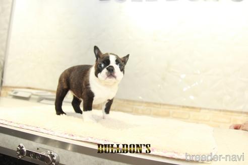 成約済の東京都のボストンテリア-153218の7枚目