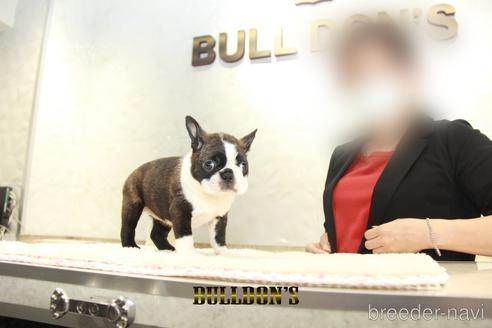 成約済の東京都のボストンテリア-153218の6枚目