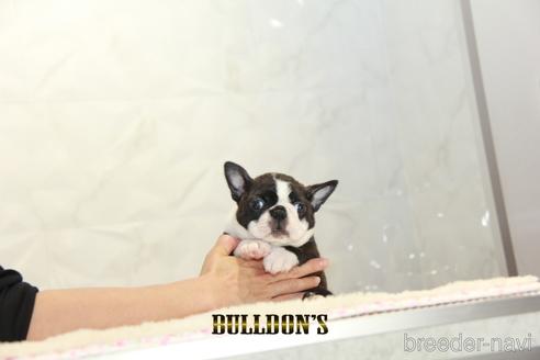 成約済の東京都のボストンテリア-153218の5枚目