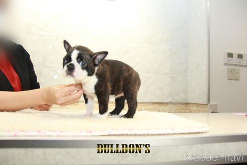 成約済の東京都のボストンテリア-153218の4枚目