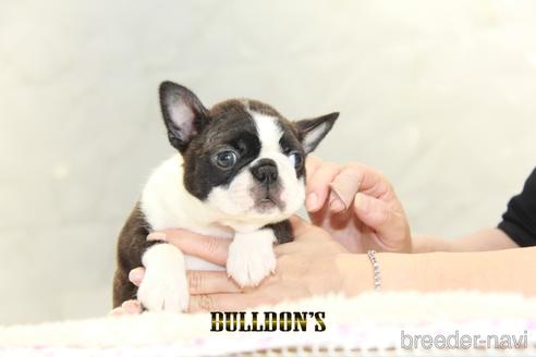 成約済の東京都のボストンテリア-153218の3枚目