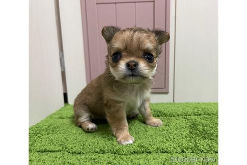 成約済の埼玉県のチワワ(ロングコート)-151057の3枚目