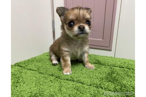 成約済の埼玉県のチワワ(ロングコート)-151057の4枚目