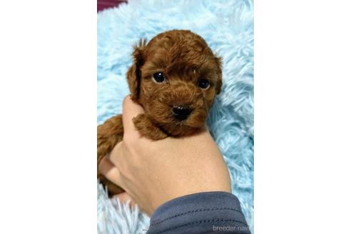 成約済の福岡県のトイプードル-152155の1枚目