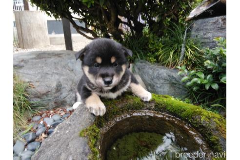成約済の岡山県の柴犬-151776の1枚目