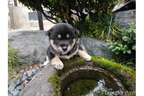 成約済の岡山県の柴犬-151776