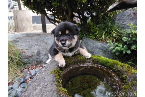 成約済の岡山県の柴犬-151764の1枚目