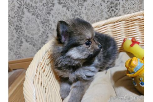 成約済の千葉県のポメラニアン-149371の4枚目