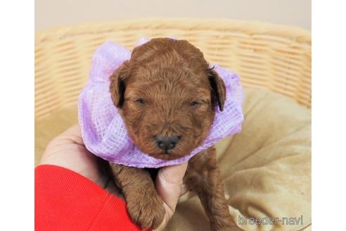 成約済の埼玉県のタイニープードル-153301の2枚目