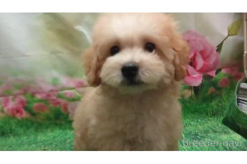 成約済の千葉県のタイニープードル-148725の1枚目