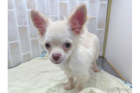 成約済の東京都のチワワ(ロングコート)-145108の28枚目