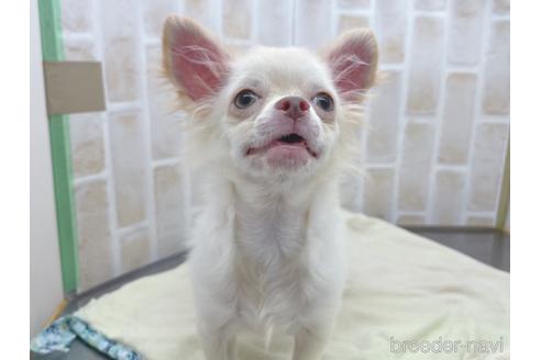 成約済の東京都のチワワ(ロングコート)-145108の27枚目