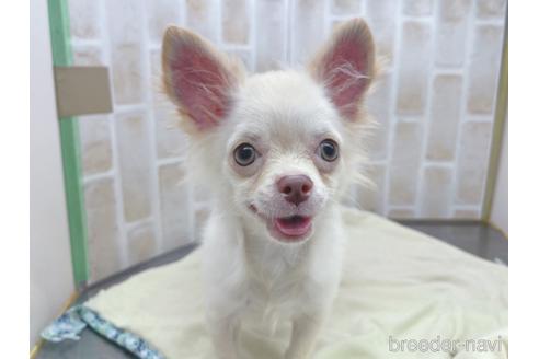 成約済の東京都のチワワ(ロングコート)-145108の26枚目