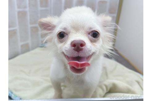 成約済の東京都のチワワ(ロングコート)-145108の25枚目