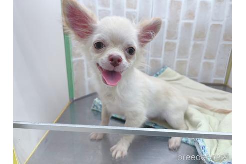 成約済の東京都のチワワ(ロングコート)-145108