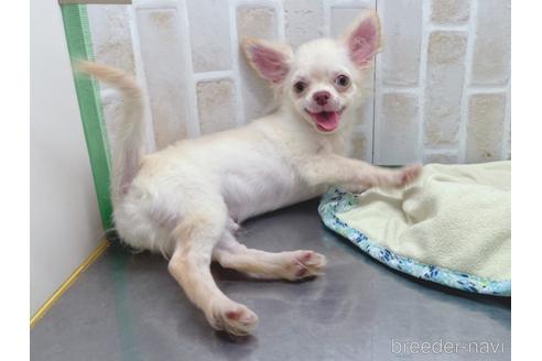 成約済の東京都のチワワ(ロングコート)-145108の24枚目