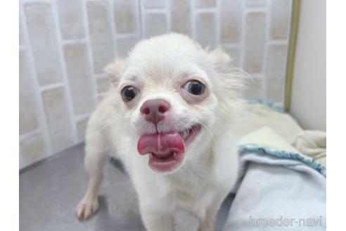 成約済の東京都のチワワ(ロングコート)-145108の23枚目