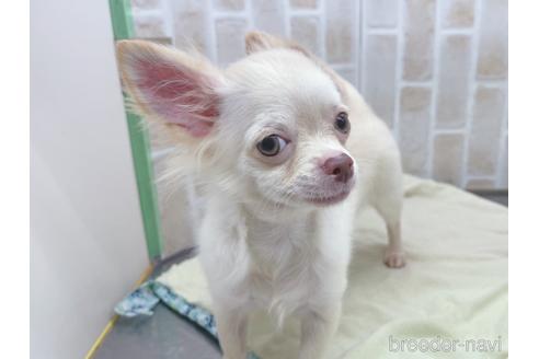 成約済の東京都のチワワ(ロングコート)-145108の22枚目