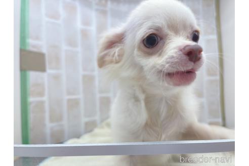 成約済の東京都のチワワ(ロングコート)-145108の21枚目