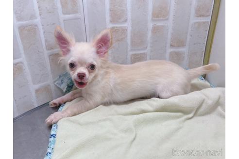 成約済の東京都のチワワ(ロングコート)-145108の20枚目