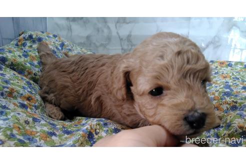成約済の埼玉県のトイプードル-150982の26枚目