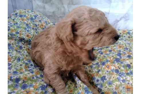 成約済の埼玉県のトイプードル-150982の17枚目