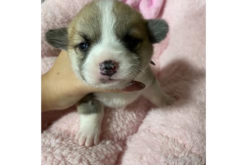 成約済の香川県のウェルシュコーギーペンブローク-153318の22枚目