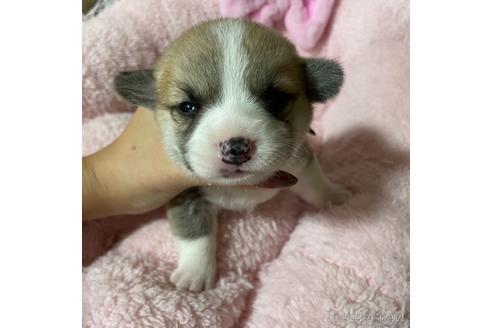 成約済の香川県のウェルシュコーギーペンブローク-153318の21枚目