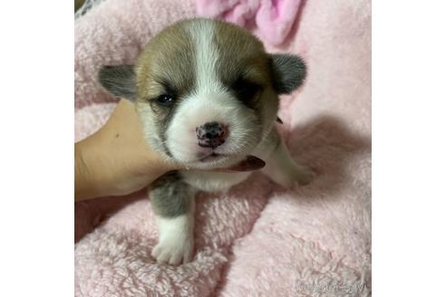 成約済の香川県のウェルシュコーギーペンブローク-153318の20枚目