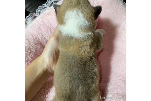 成約済の香川県のウェルシュコーギーペンブローク-153318の19枚目