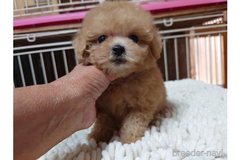 成約済の広島県のティーカッププードル-150263の8枚目