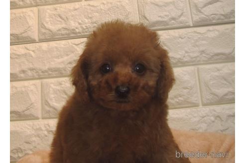 成約済の茨城県のトイプードル-153339の5枚目