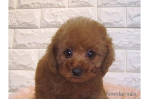 成約済の茨城県のトイプードル-153339の3枚目