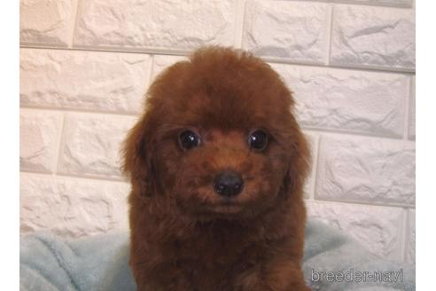 成約済の茨城県のトイプードル-153342の4枚目