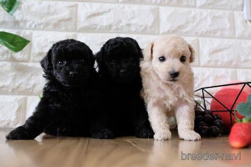 成約済の滋賀県のトイプードル-153333の5枚目