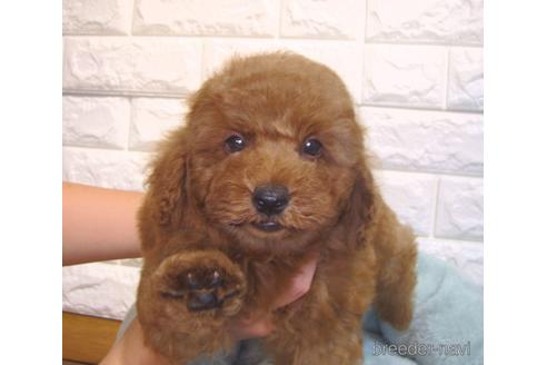 成約済の茨城県のトイプードル-153345の4枚目