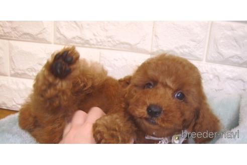 成約済の茨城県のトイプードル-153345の2枚目