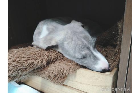 成約済の島根県のウィペット-149137の2枚目