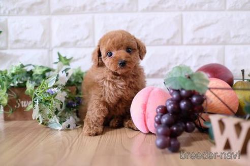 成約済の滋賀県のトイプードル-151419の1枚目
