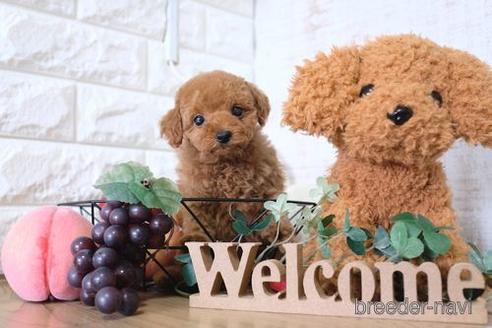 成約済の滋賀県のトイプードル-151419の4枚目