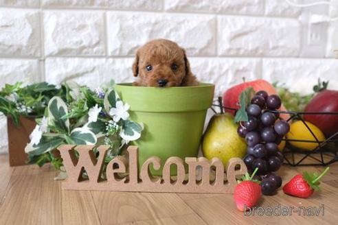 成約済の滋賀県のトイプードル-151419の3枚目