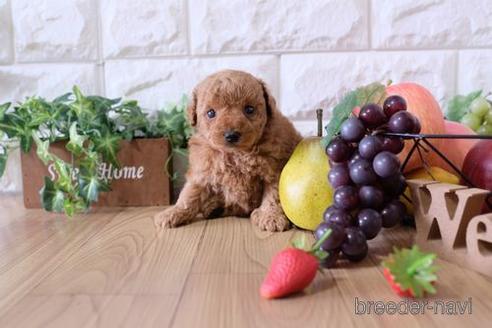 成約済の滋賀県のトイプードル-151419の2枚目