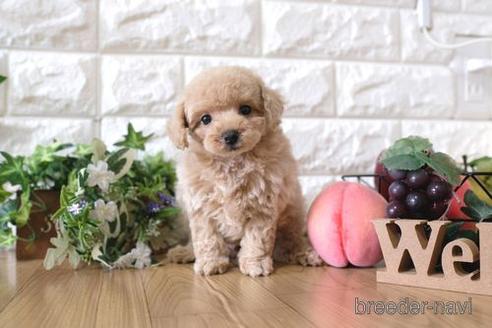 成約済の滋賀県のトイプードル-151421の1枚目