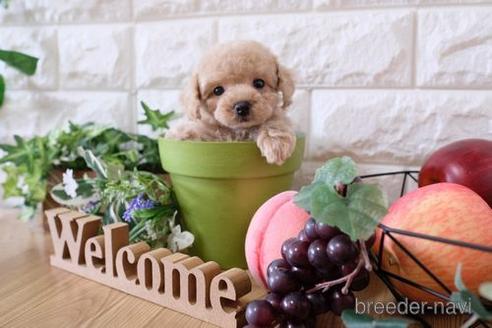 成約済の滋賀県のトイプードル-151421の5枚目