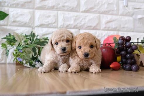 成約済の滋賀県のトイプードル-151421の4枚目